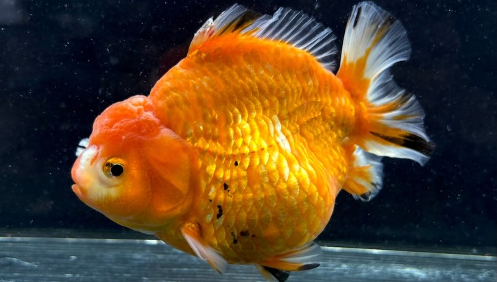ローズテールオランダ  14cm±