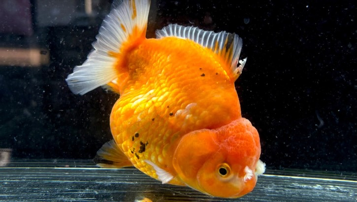 ローズテールオランダ  14cm±
