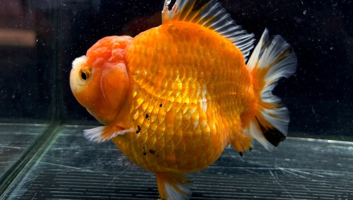 ローズテールオランダ  14cm±