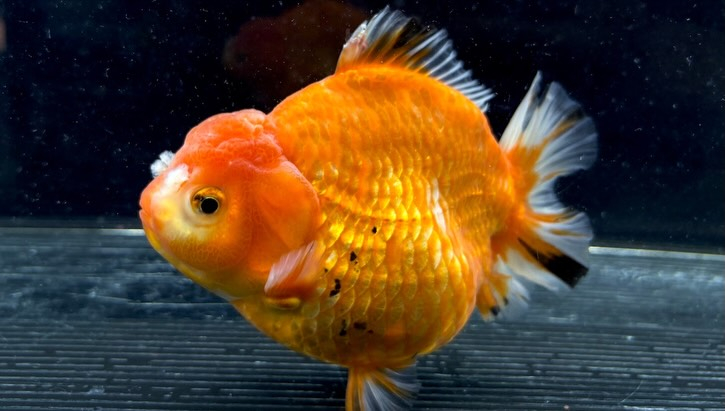 ローズテールオランダ  14cm±