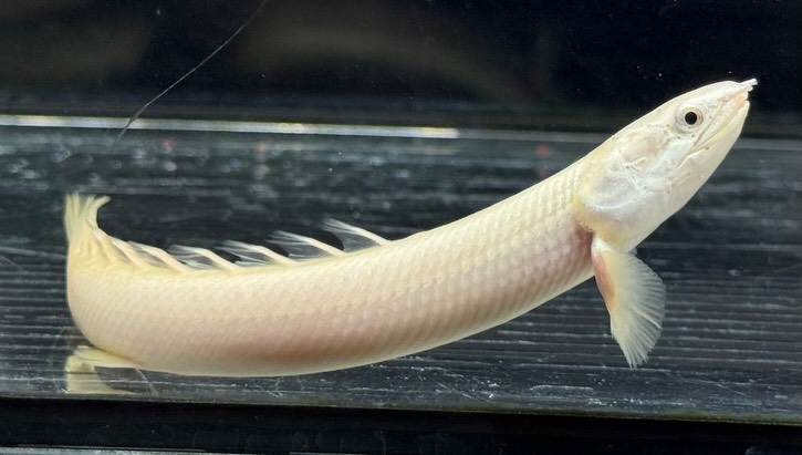 Po.セネガルス リューシ  12cm±