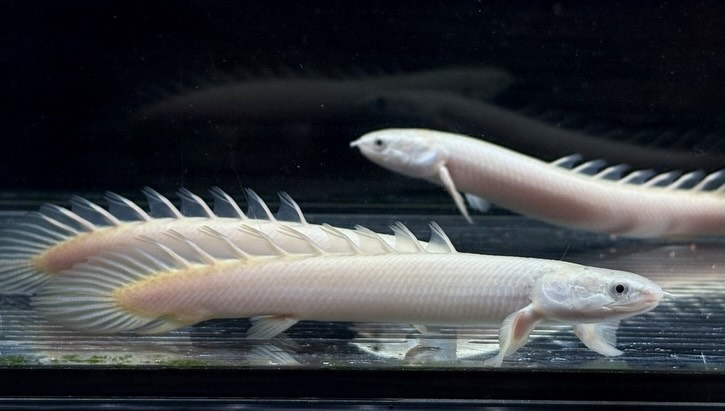 Po.セネガルス リューシ  12cm±