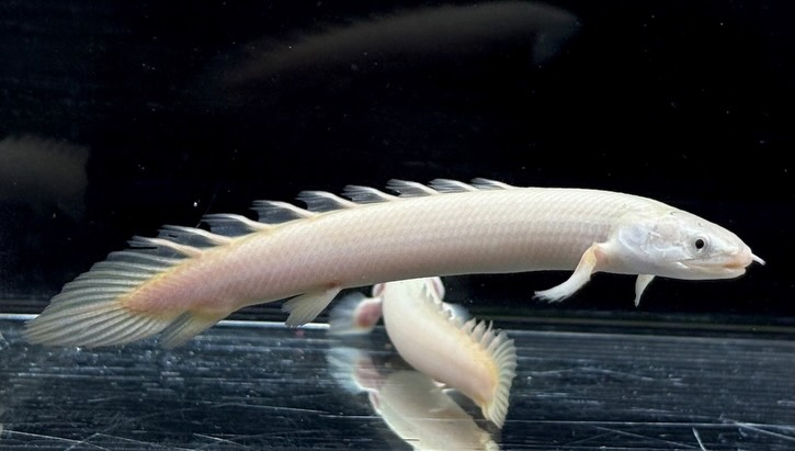 Po.セネガルス リューシ  12cm±