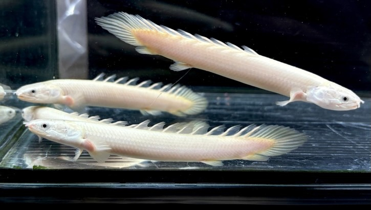 Po.セネガルス リューシ  12cm±