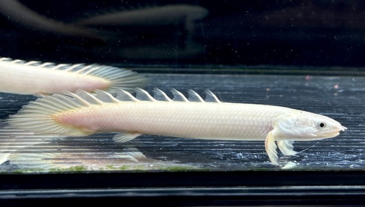 Po.セネガルス リューシ  12cm±