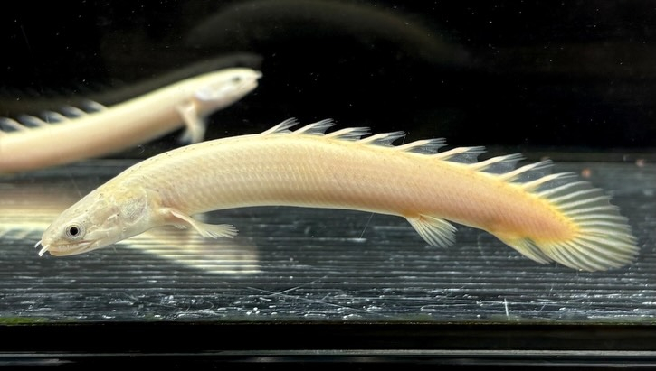 Po.セネガルス リューシ  12cm±