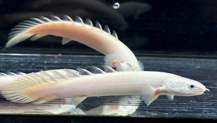 Po.セネガルス リューシ  12cm±