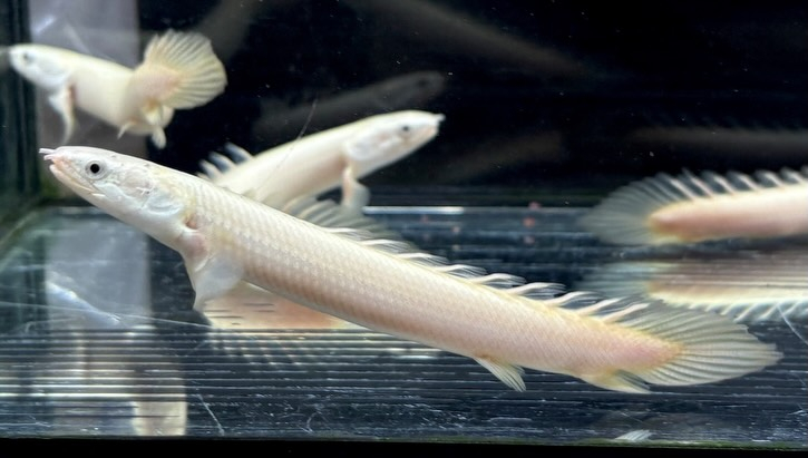 Po.セネガルス リューシ  12cm±