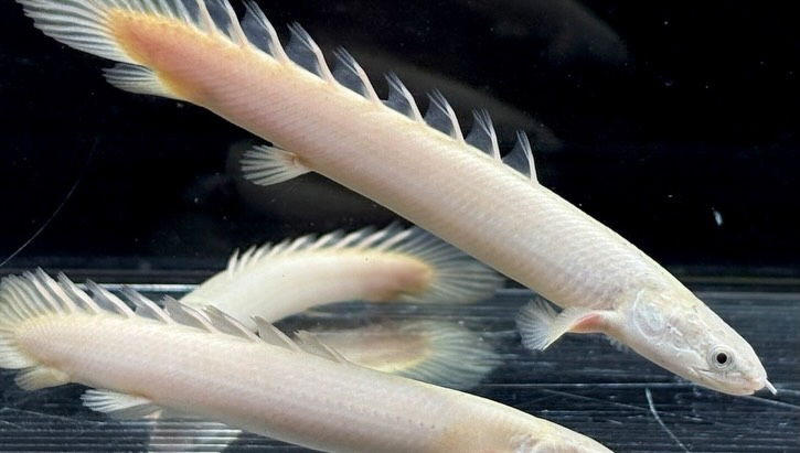 Po.セネガルス リューシ  12cm±