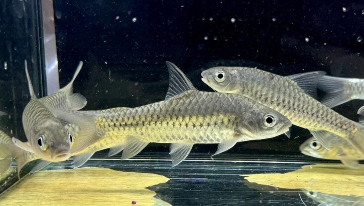トール ドゥロネンシス  12cm±