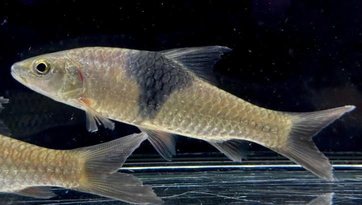 ハンパラ サバナ  11〜12cm前後
