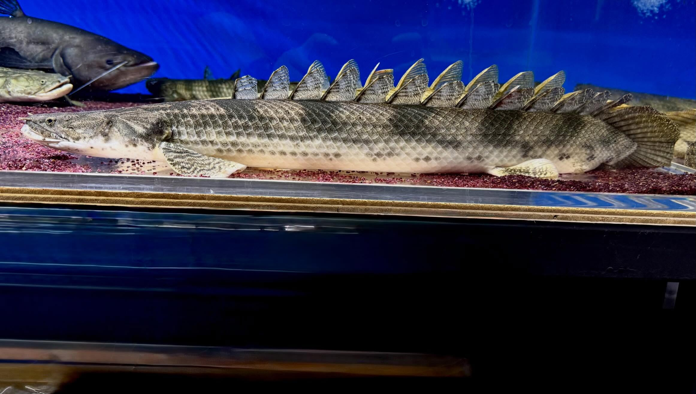 【直輸入】po.sp.ナイジェリア60up 65cm±