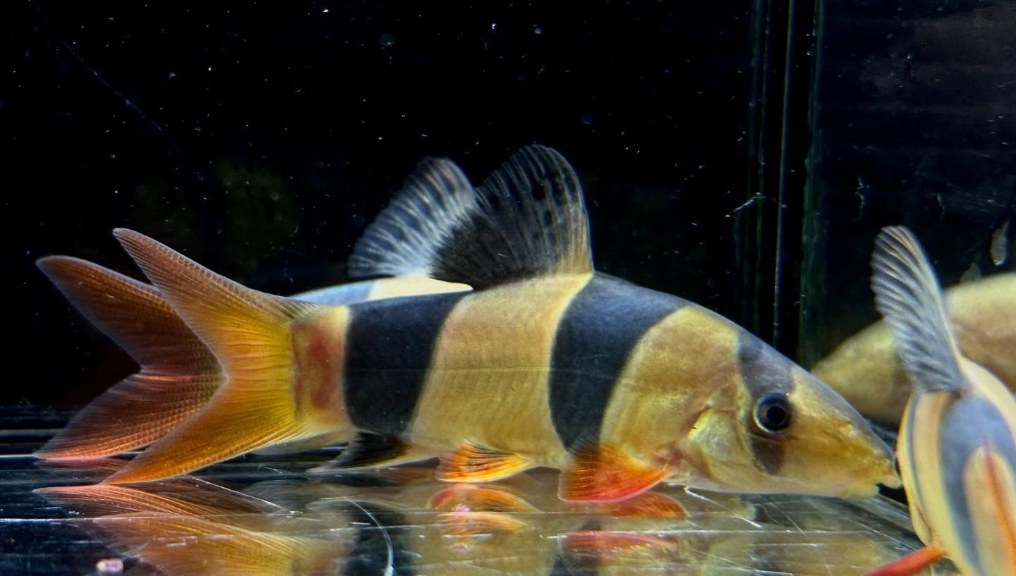 クラウンローチ　7〜8cm±