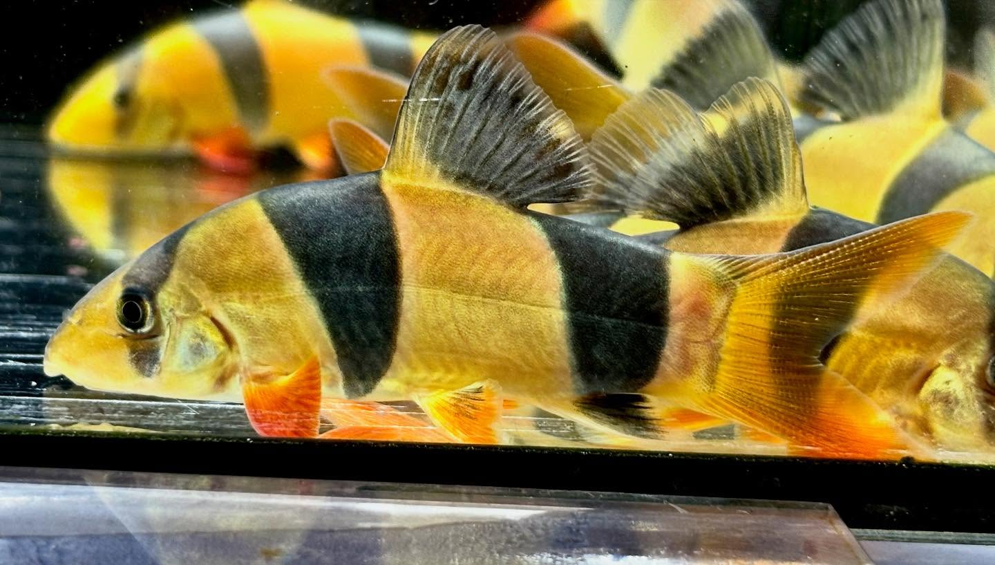 クラウンローチ　7〜8cm±