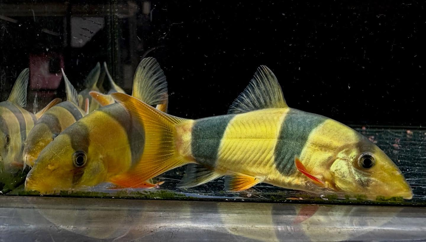 クラウンローチ　7〜8cm±