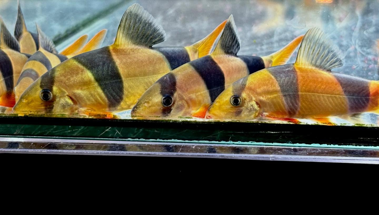 クラウンローチ　7〜8cm±