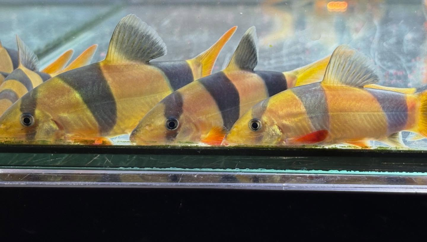 クラウンローチ　7〜8cm±