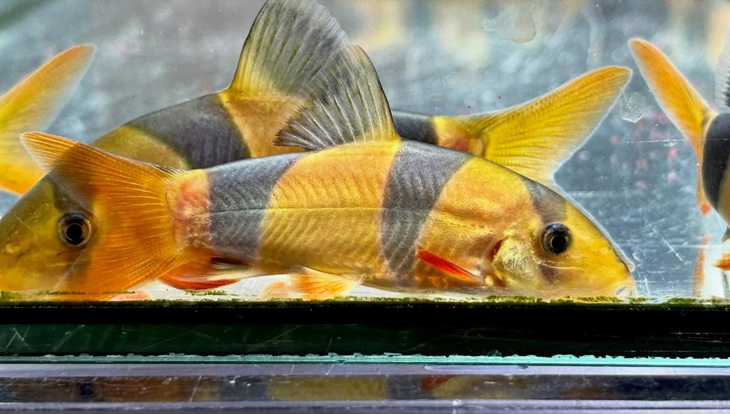 クラウンローチ　7〜8cm±