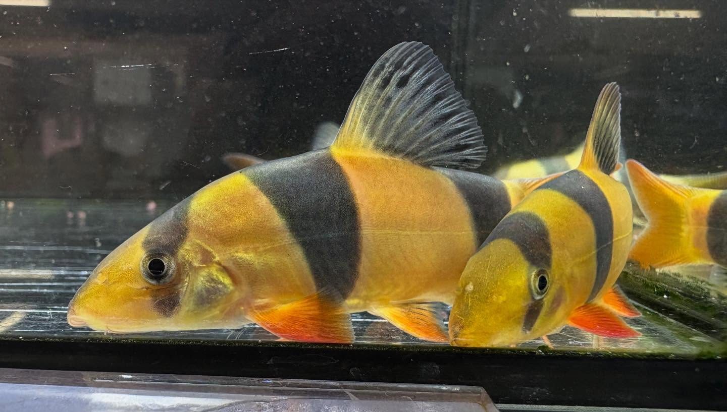 クラウンローチ　7〜8cm±