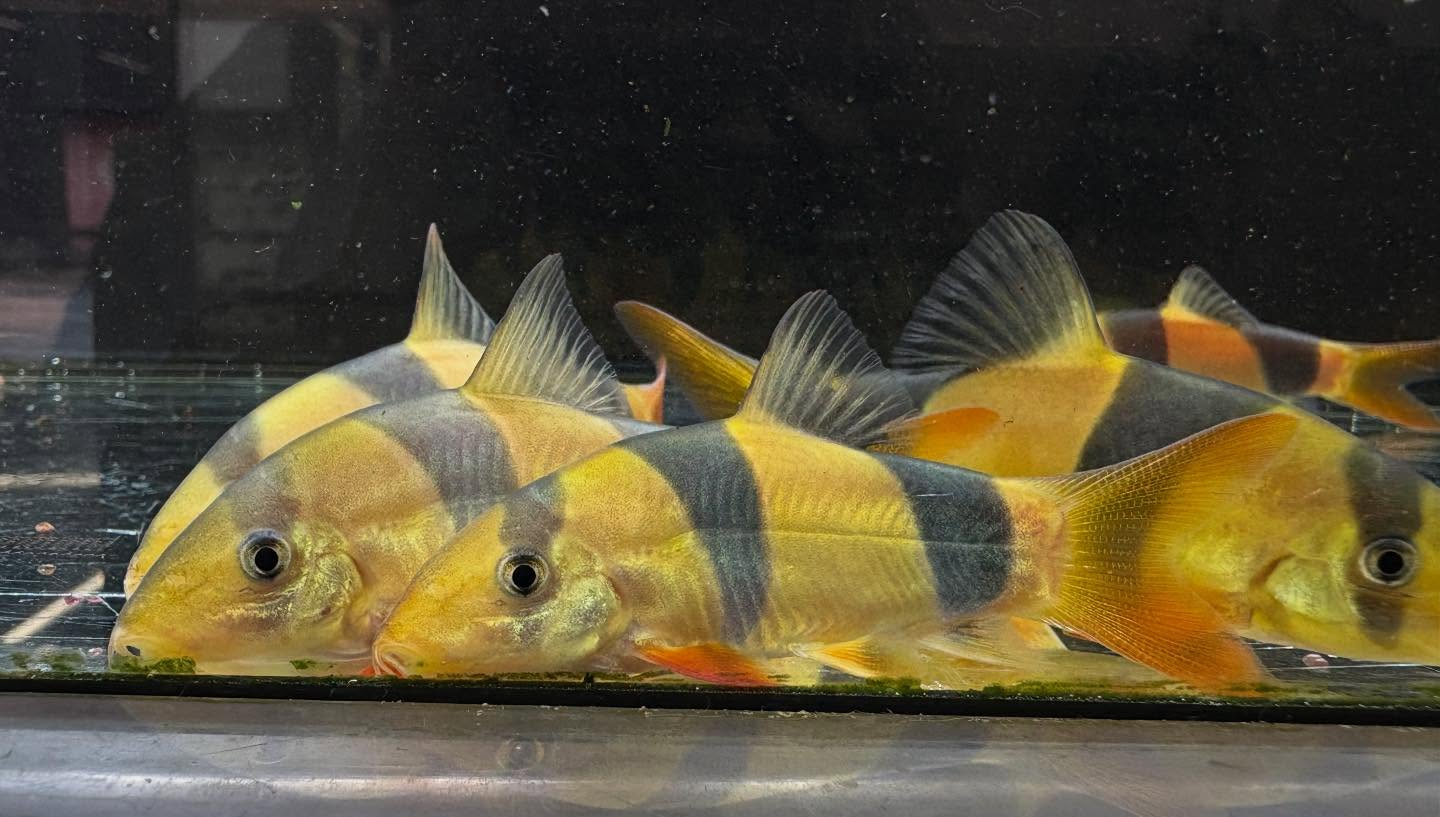クラウンローチ　7〜8cm±