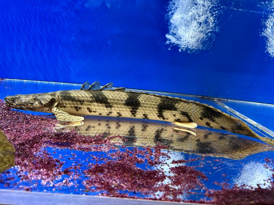 【直輸入】
