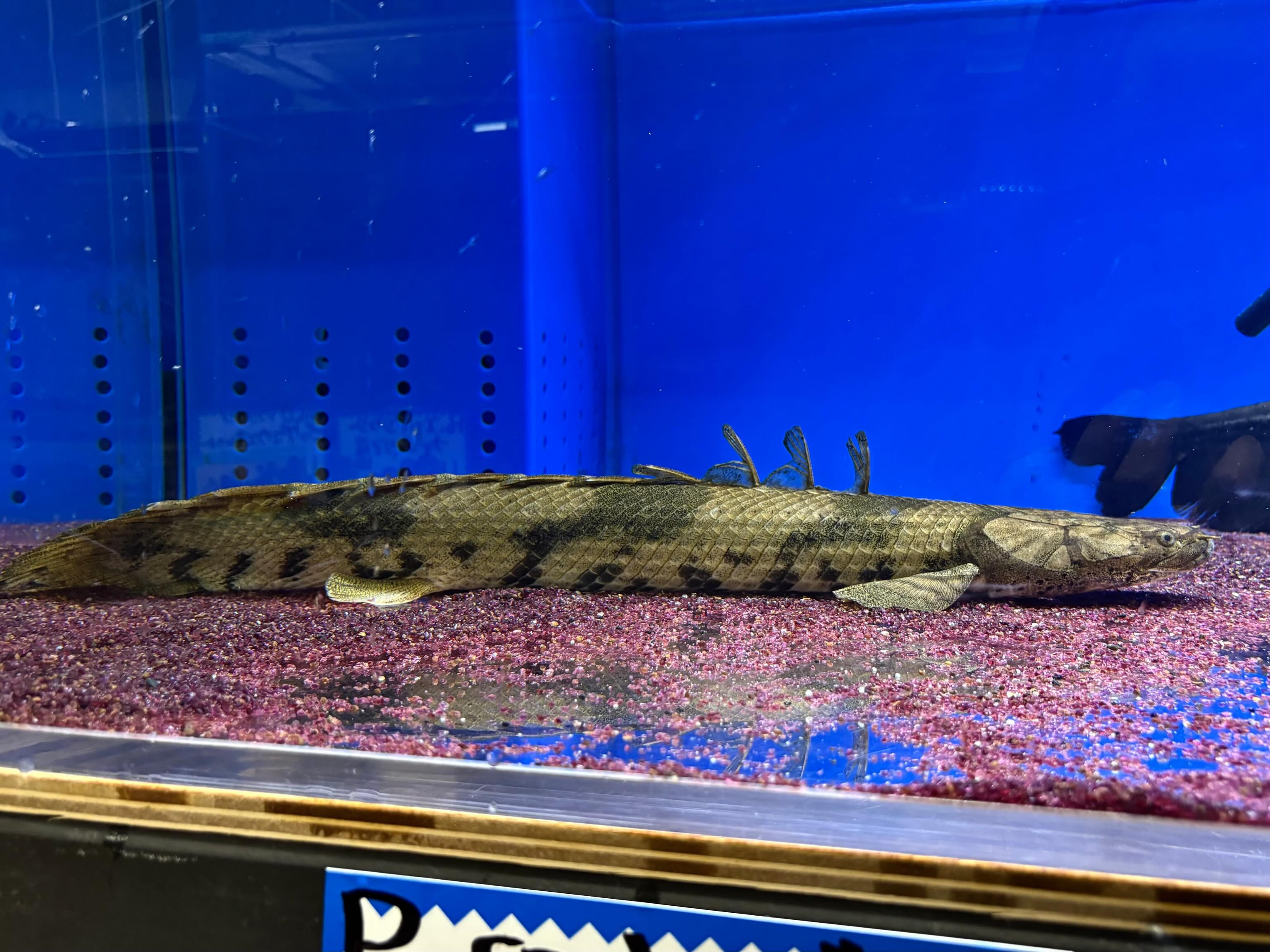 【直輸入】