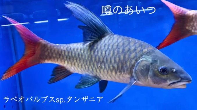 ラベオバルブスsp.タンザニア