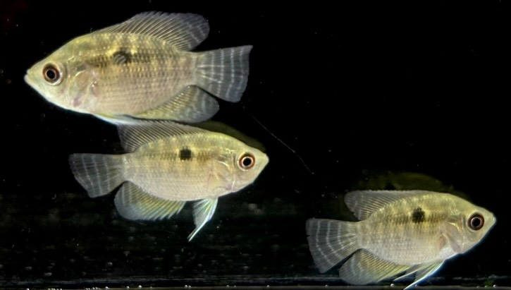 カエトブランコプシスオルビクラリス 4cm±