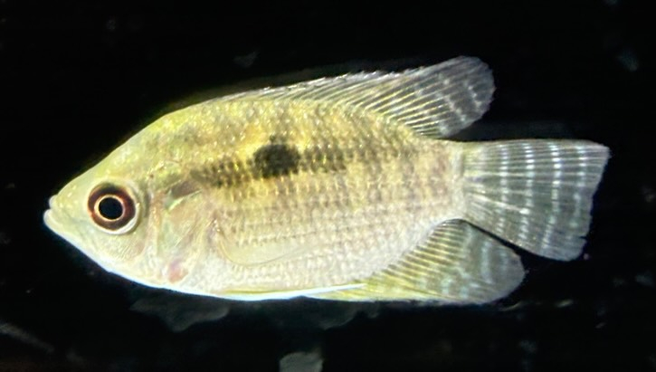 カエトブランコプシスオルビクラリス 4cm±