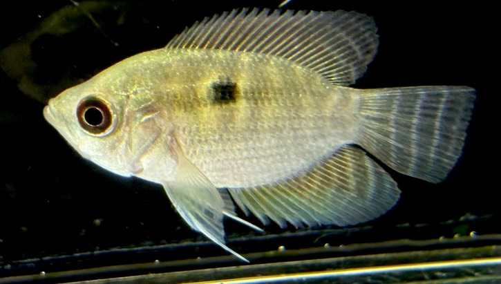 カエトブランコプシスオルビクラリス 4cm±