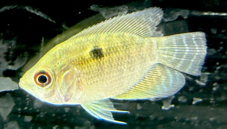 カエトブランコプシスオルビクラリス 4cm±