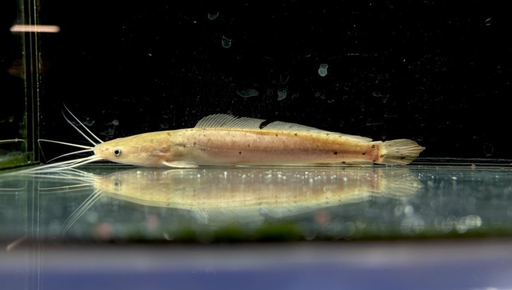 クラリアス　ガリエピニス①14.5cm±