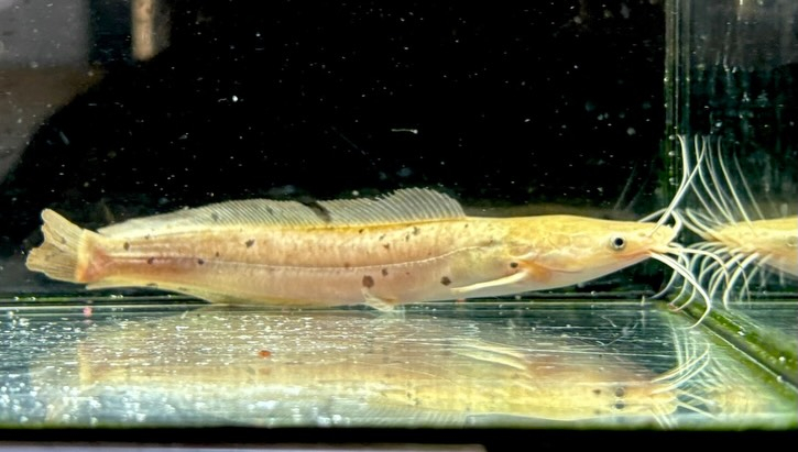 クラリアス　ガリエピニス①14.5cm±