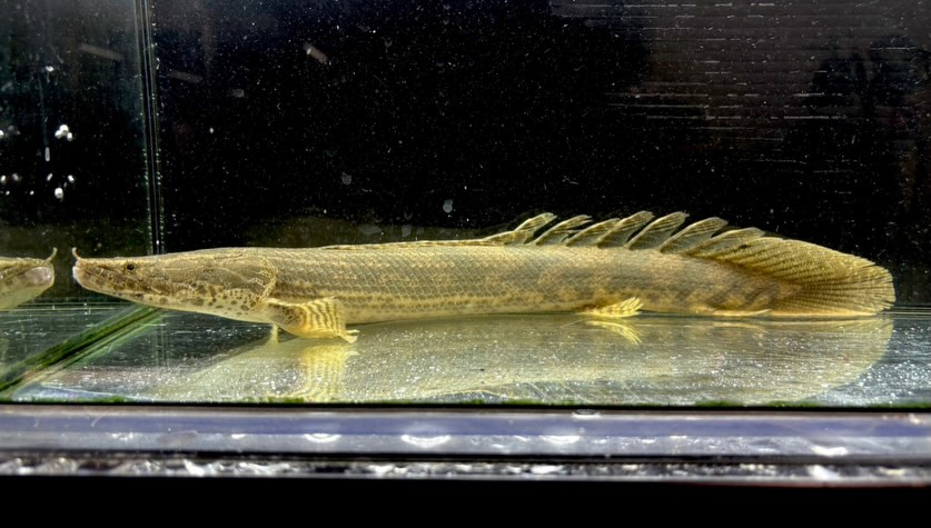Po.ラプラディ ギニア産③36cm