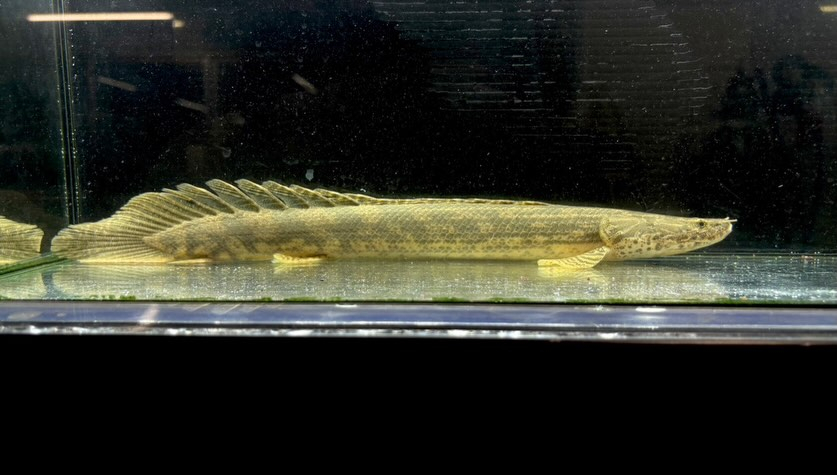 Po.ラプラディ ギニア産③36cm