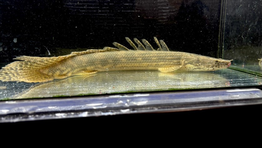 Po.ラプラディ ギニア産④35cm