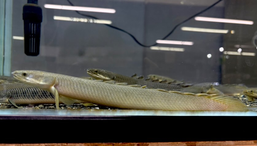 aquastyleg.base.shop/items/125...