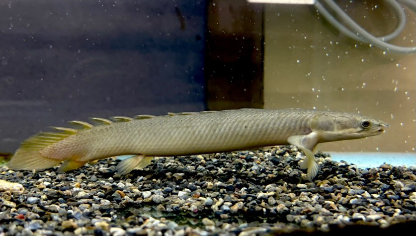 aquastyleg.base.shop/items/125...