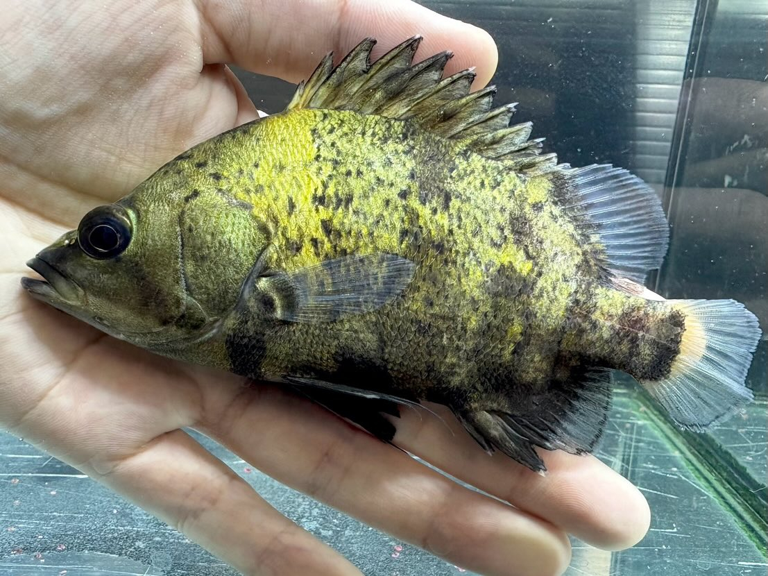 ニューギニアダトニオ 12〜13cm前後
