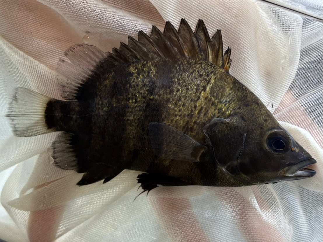 ニューギニアダトニオ 12〜13cm前後