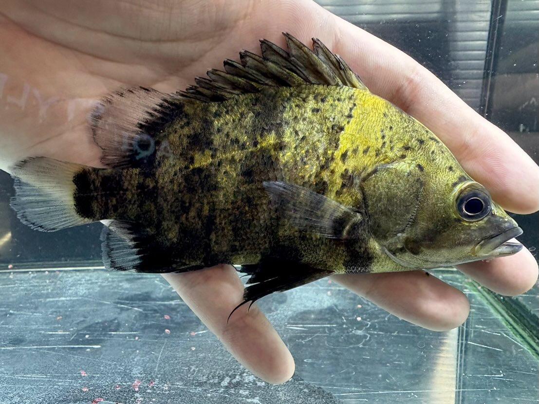 ニューギニアダトニオ 12〜13cm前後