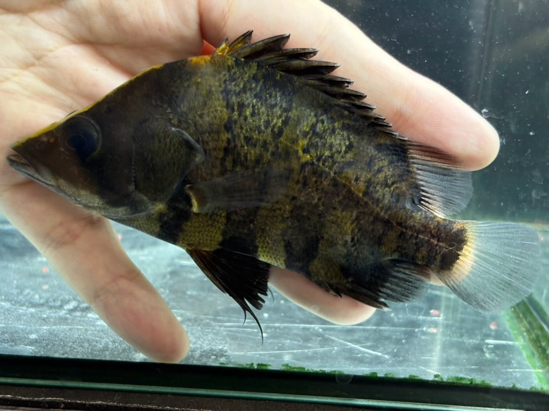 ニューギニアダトニオ 12〜13cm前後