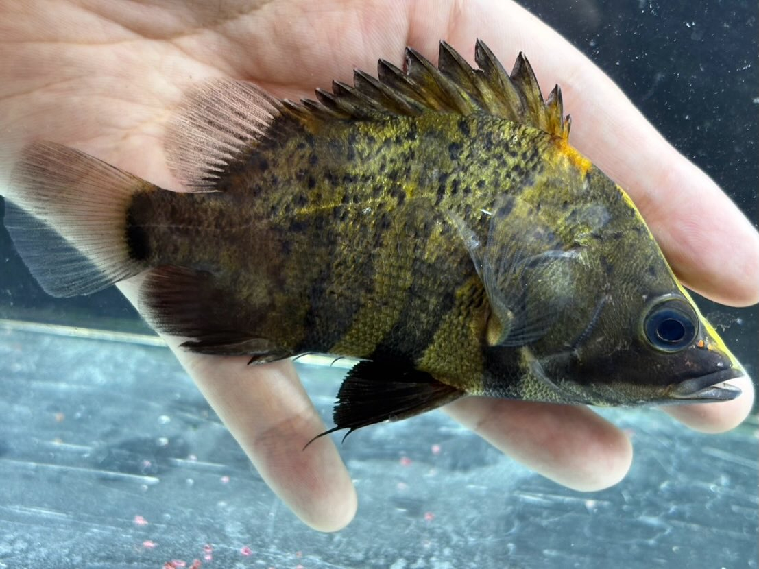 ニューギニアダトニオ 12〜13cm前後