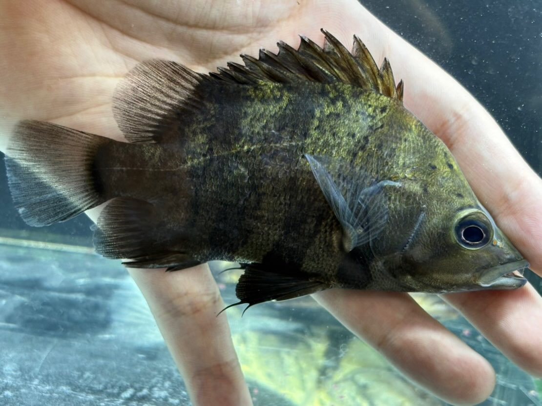 ニューギニアダトニオ 12〜13cm前後