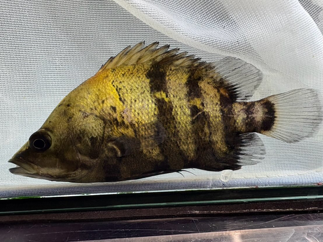 ニューギニアダトニオ 12〜13cm前後