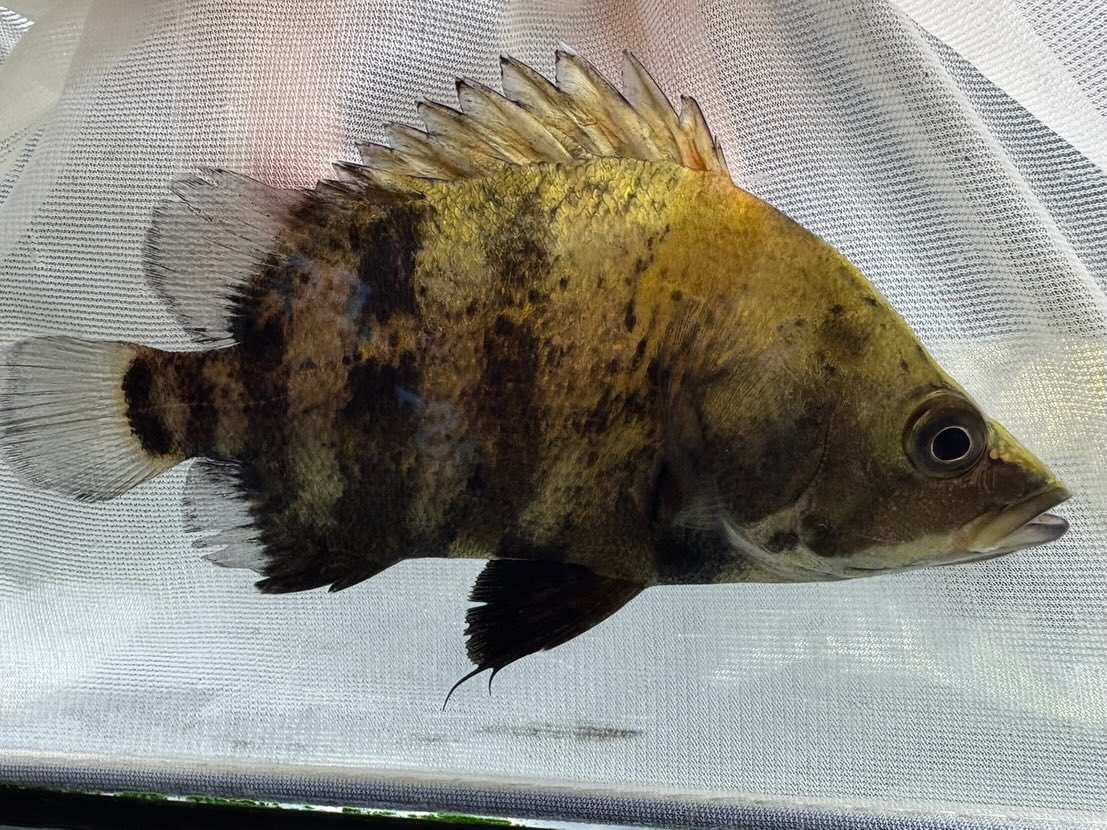 ニューギニアダトニオ 12〜13cm前後