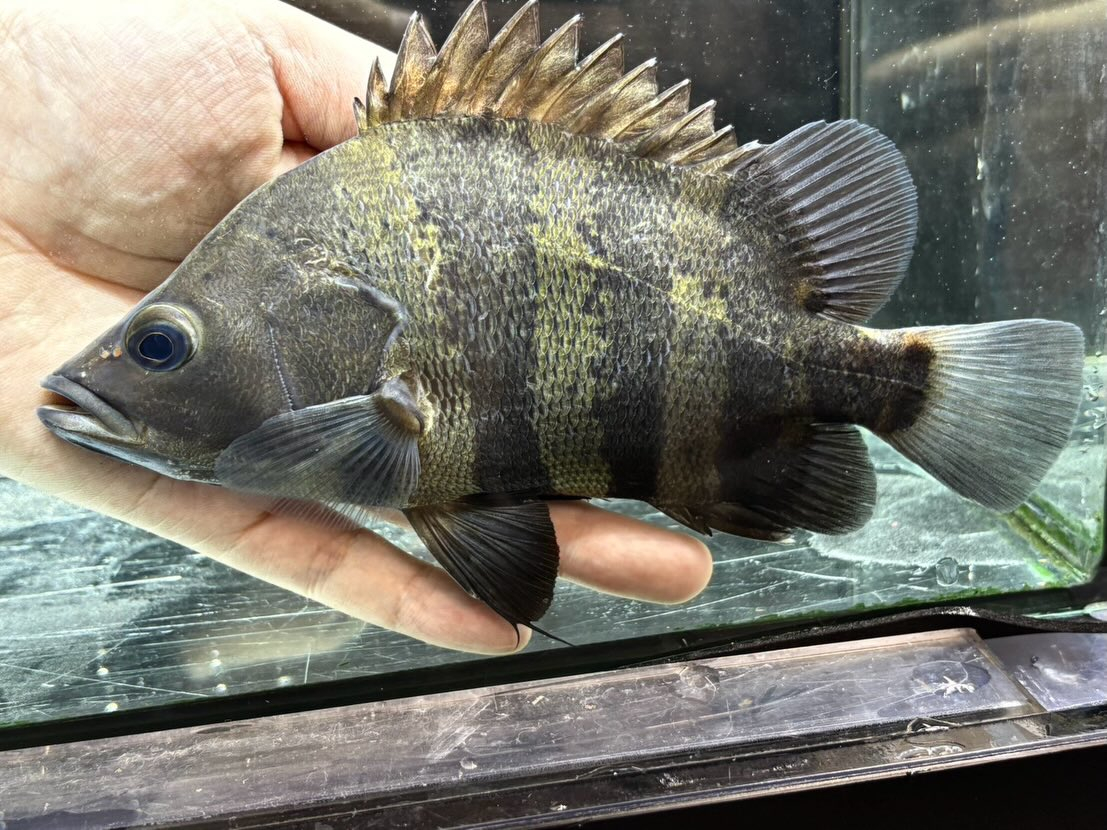 ニューギニアダトニオ 16〜20cm前後