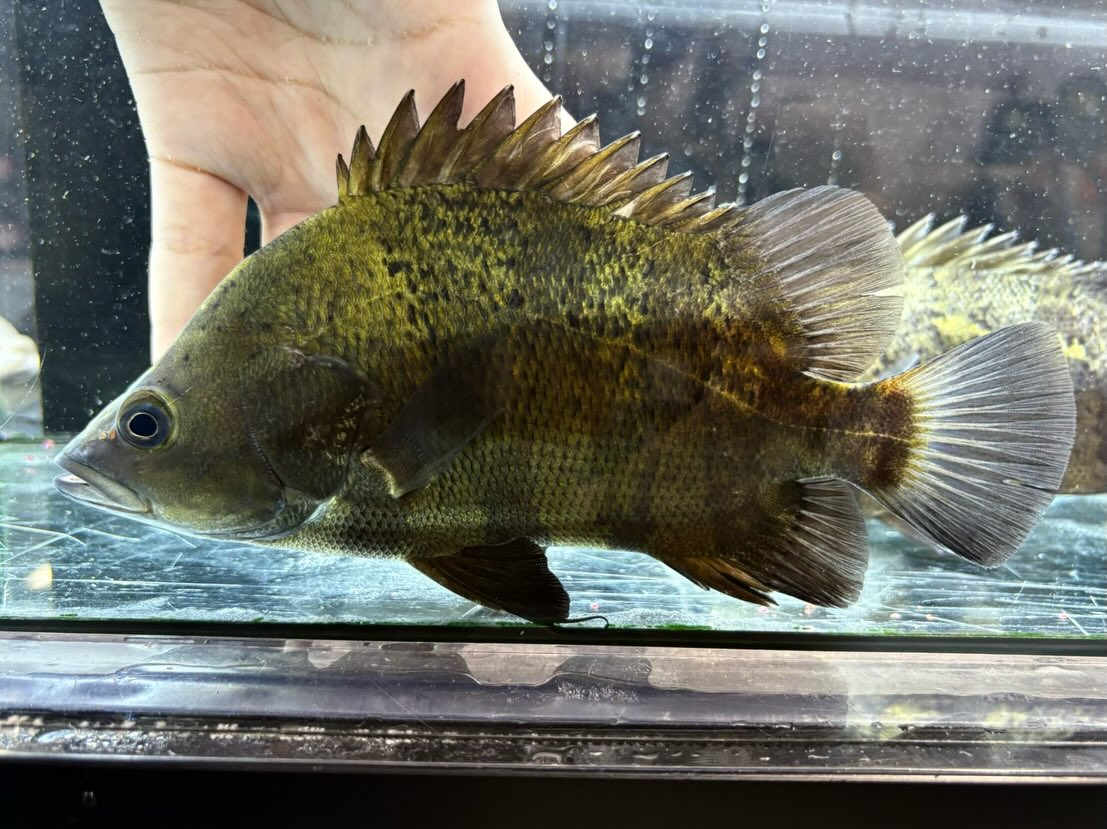 ニューギニアダトニオ 16〜20cm前後