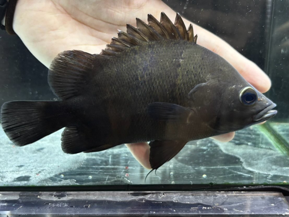 ニューギニアダトニオ 16〜20cm前後