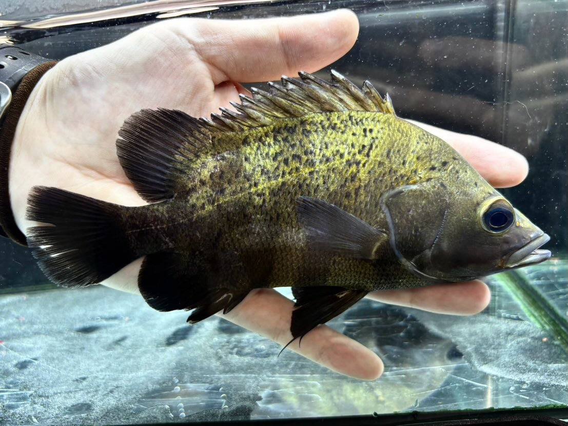 ニューギニアダトニオ 16〜20cm前後